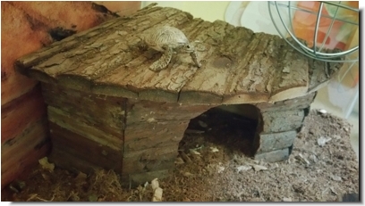 Schildkröteneckhaus